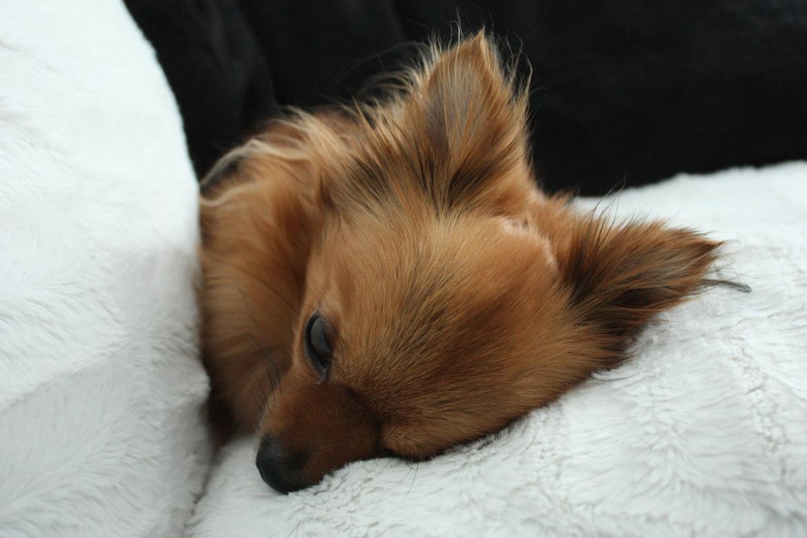 Blanding af racer Kaya billede 5