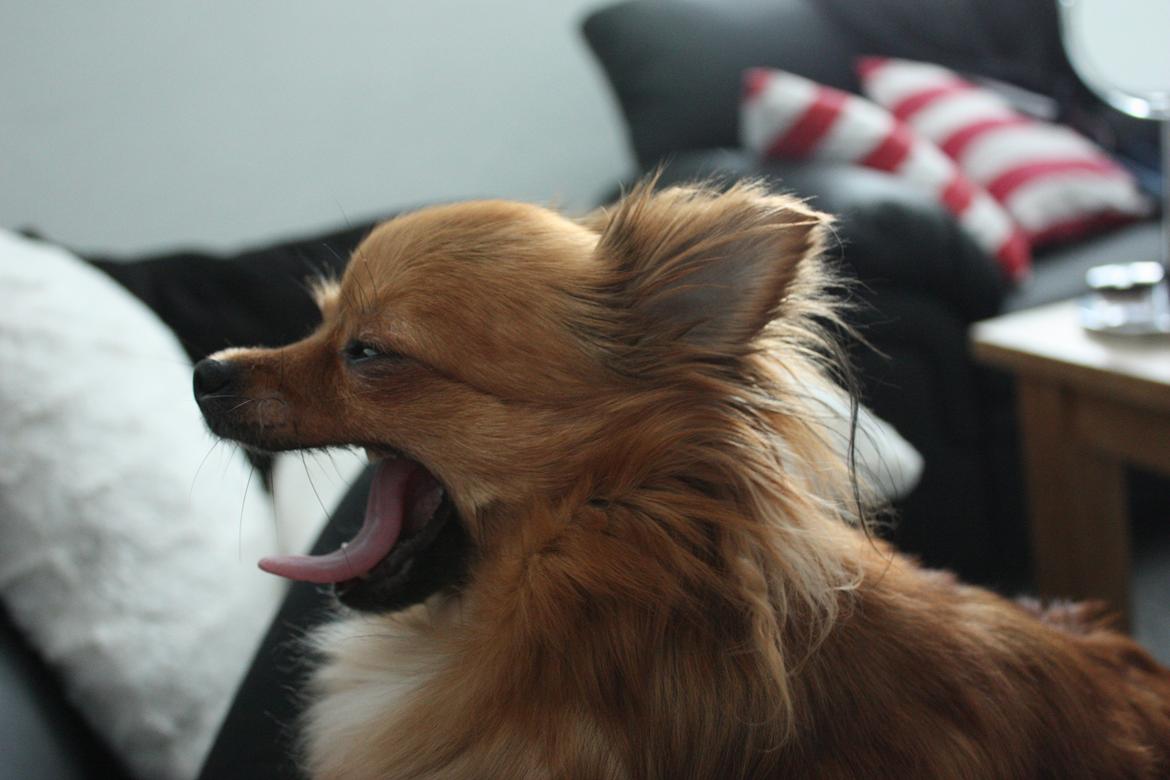 Blanding af racer Kaya billede 6