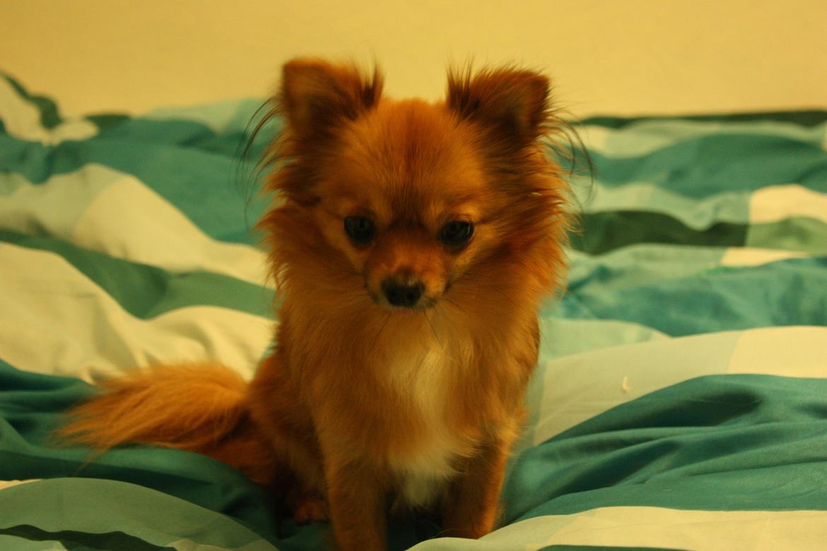 Blanding af racer Kaya billede 7