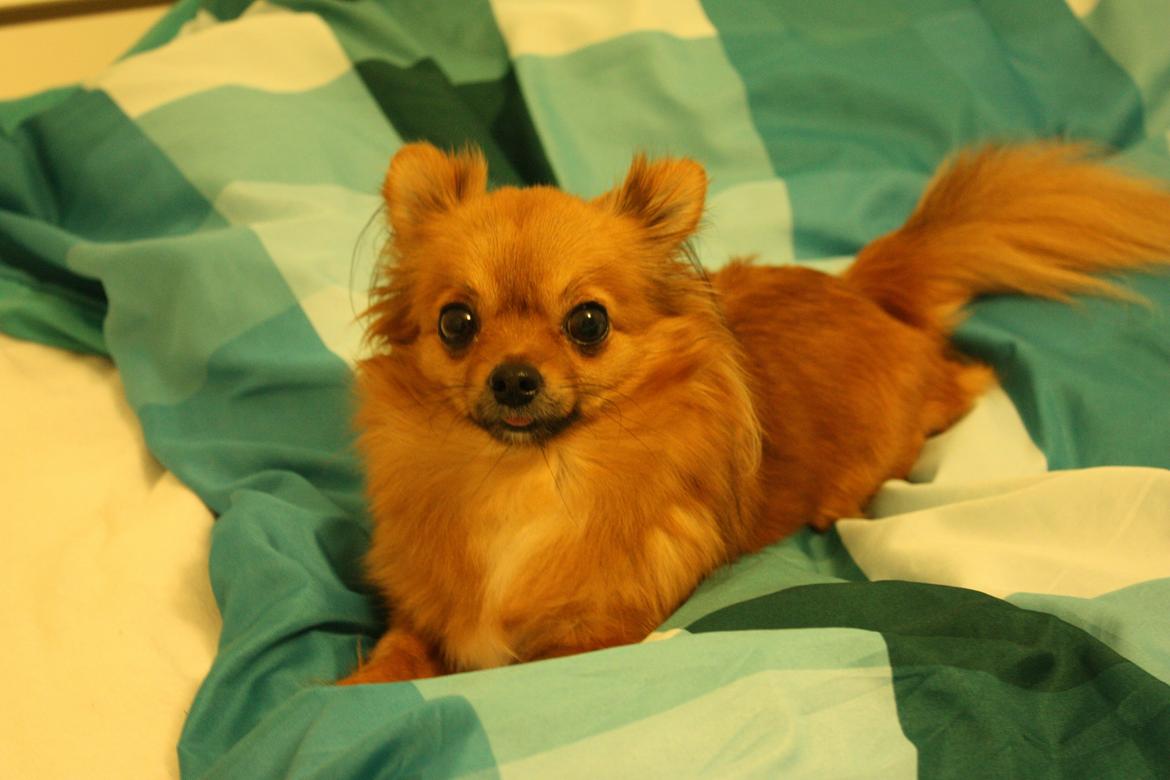 Blanding af racer Kaya billede 9