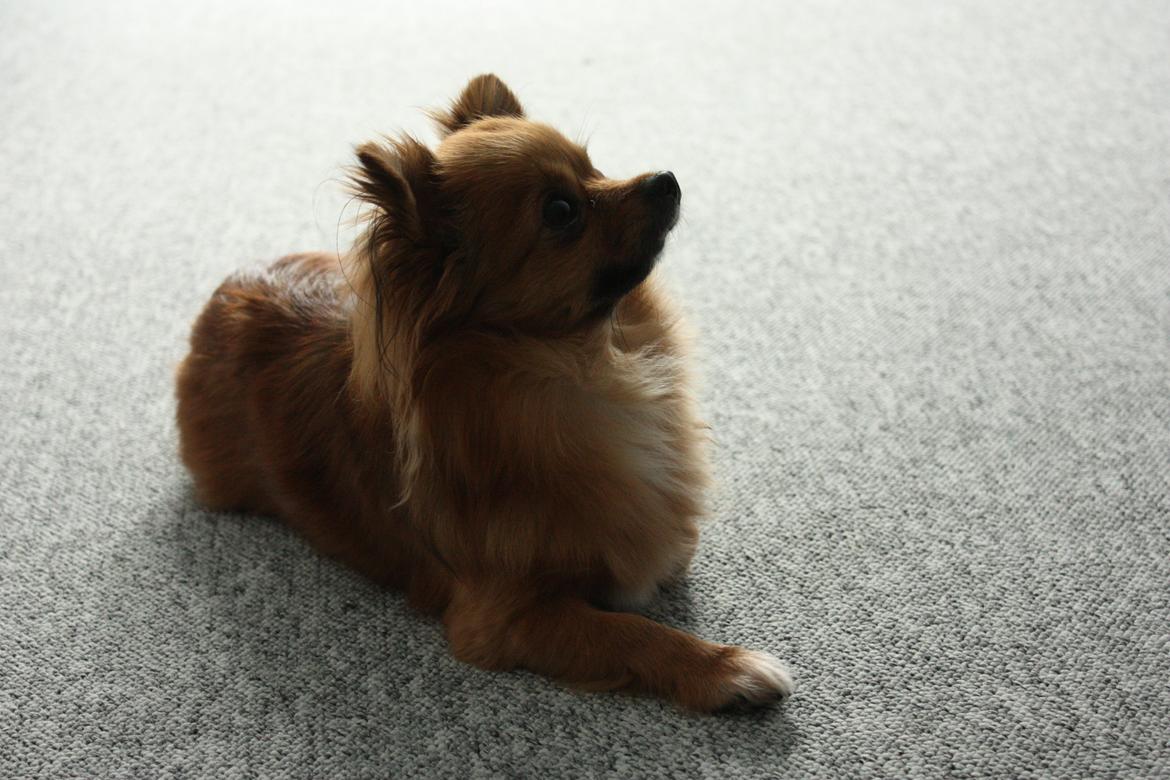 Blanding af racer Kaya billede 10