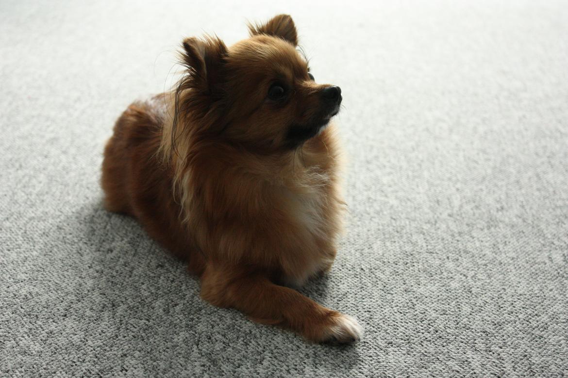 Blanding af racer Kaya billede 11