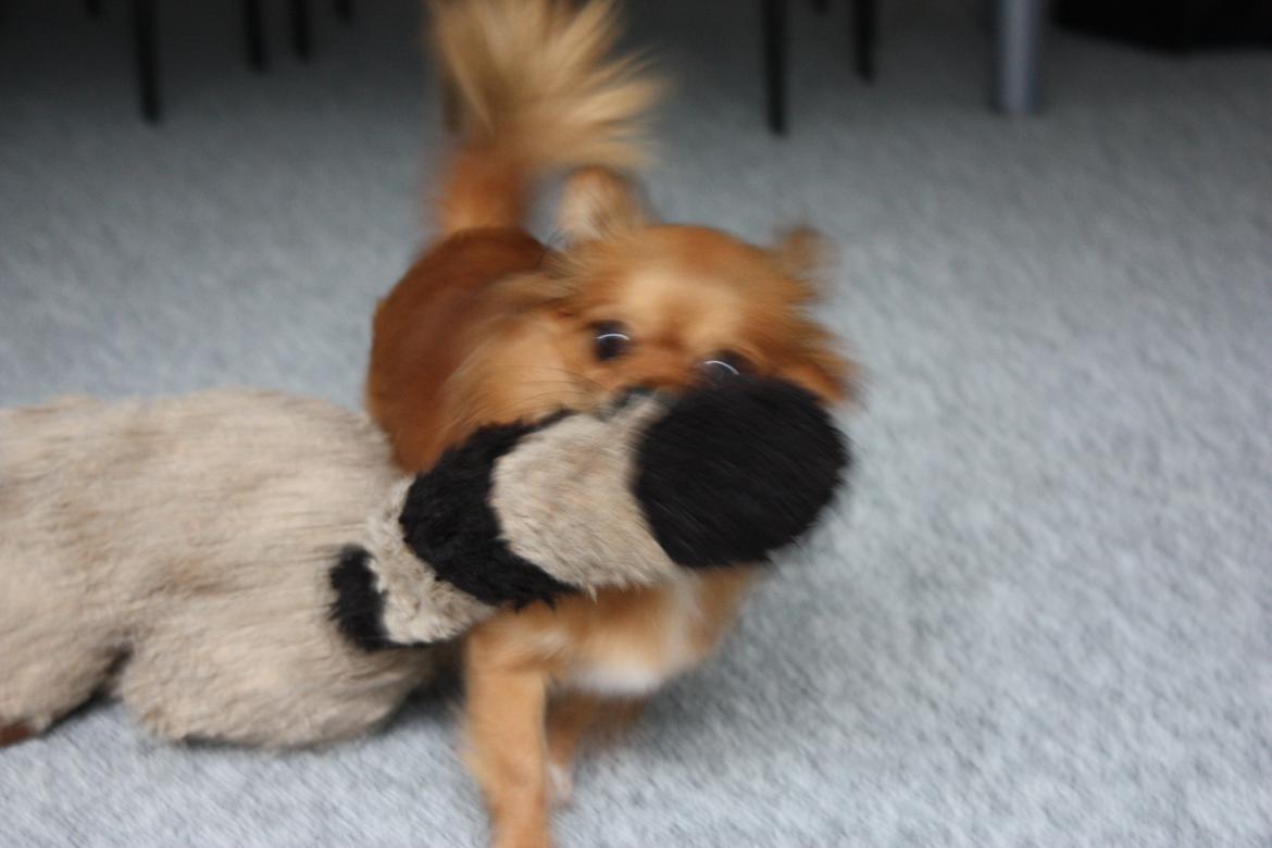 Blanding af racer Kaya billede 12