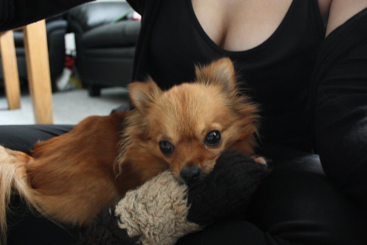 Blanding af racer Kaya billede 13