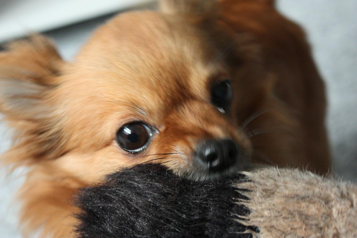 Blanding af racer Kaya billede 14