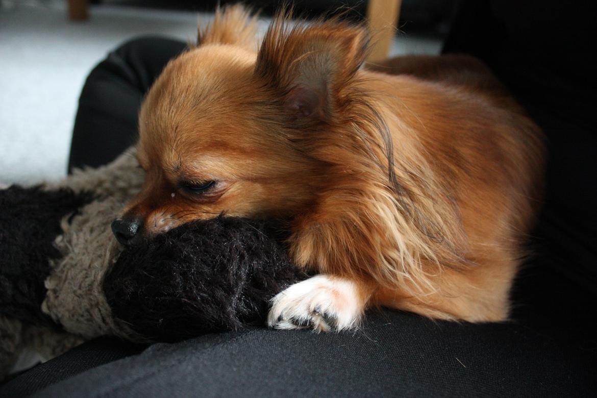 Blanding af racer Kaya billede 15