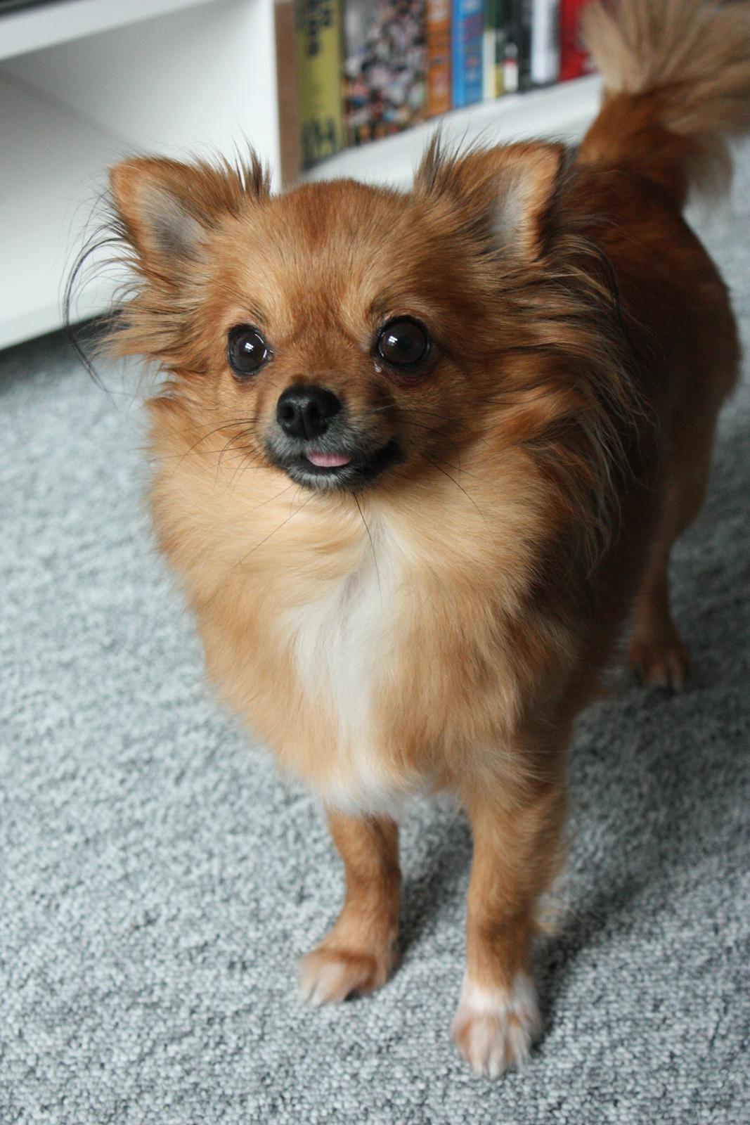 Blanding af racer Kaya billede 16