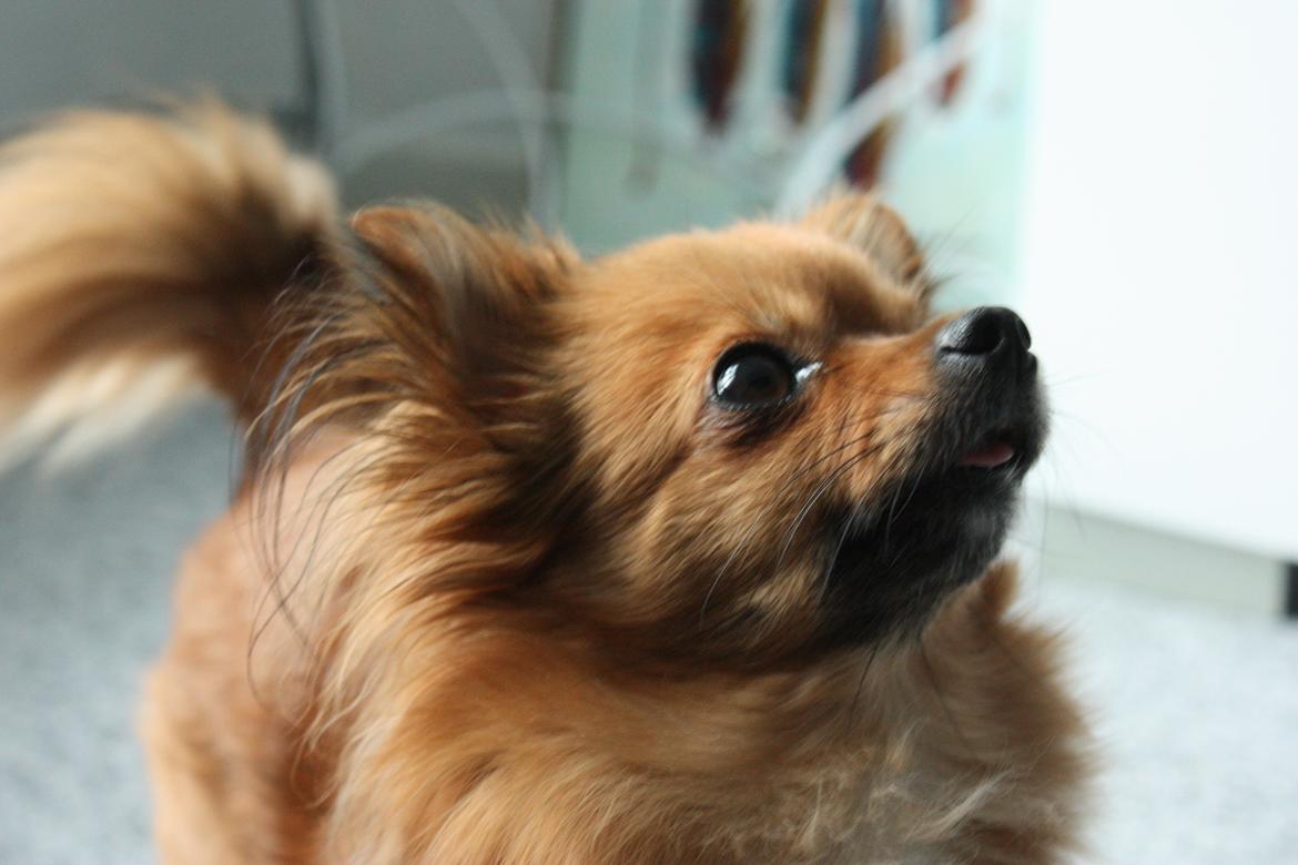 Blanding af racer Kaya billede 17