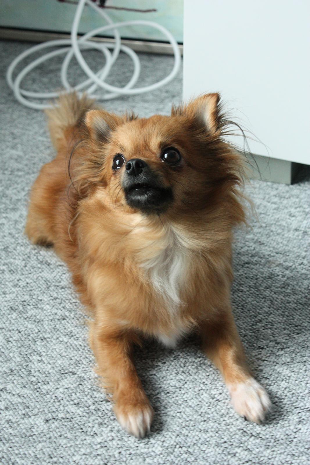 Blanding af racer Kaya billede 18