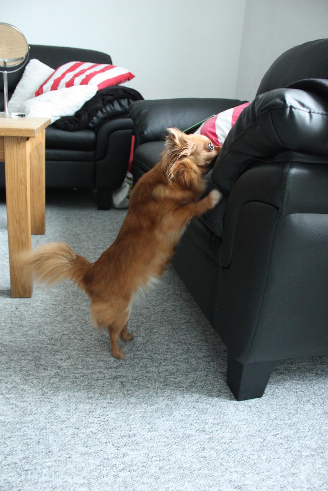 Blanding af racer Kaya billede 19