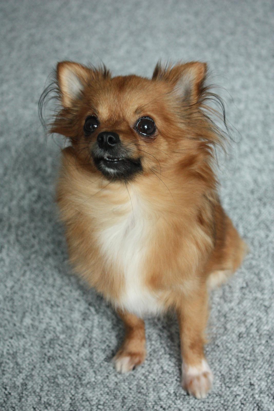 Blanding af racer Kaya billede 20