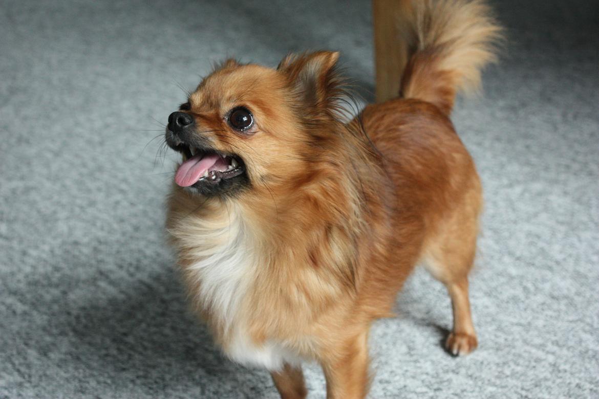 Blanding af racer Kaya billede 21