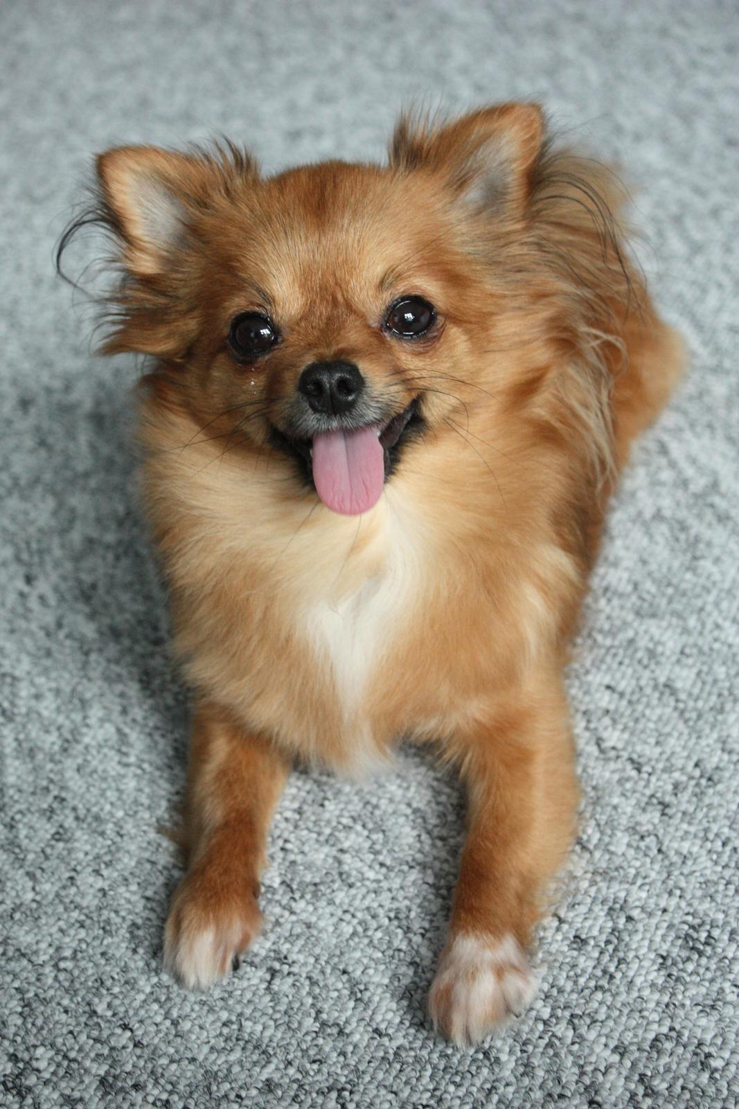 Blanding af racer Kaya billede 22