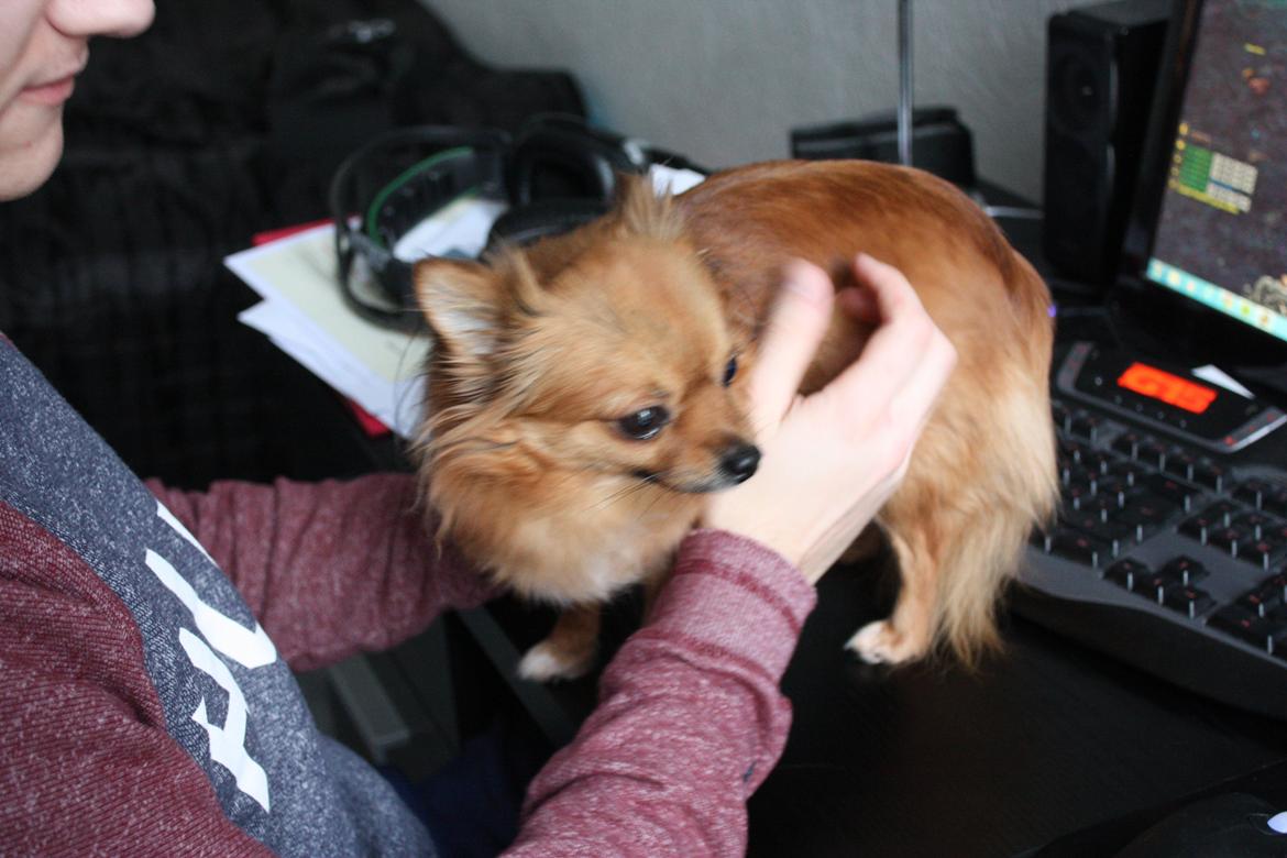 Blanding af racer Kaya billede 23