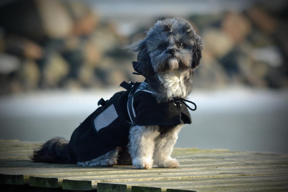 Blanding af racer Bianca R.I.P 4. februar 2014 billede 17