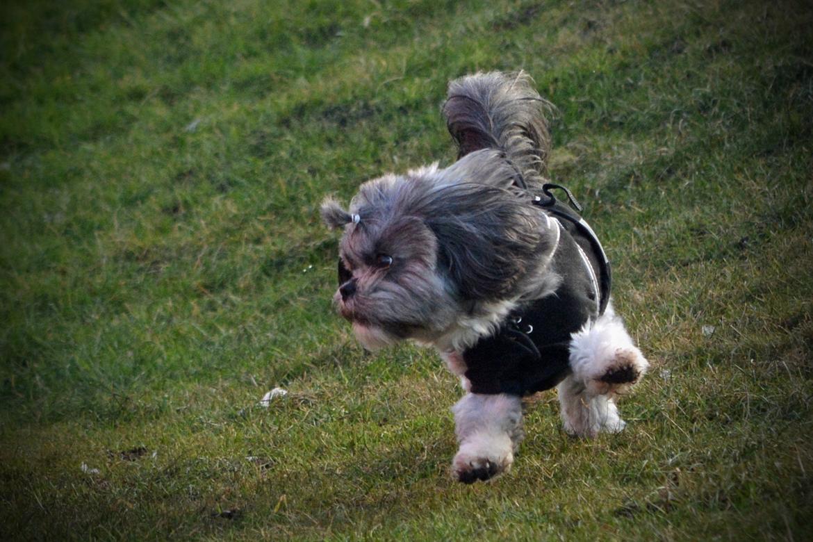 Blanding af racer Bianca R.I.P 4. februar 2014 billede 18