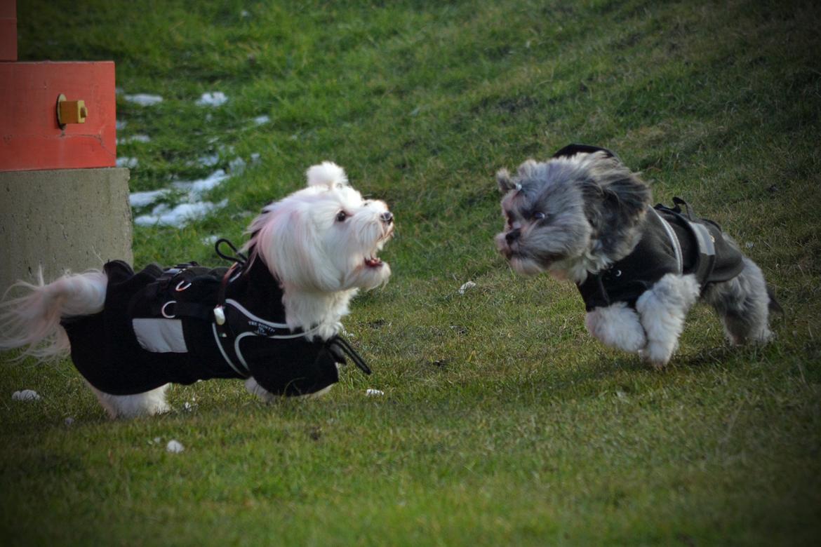 Blanding af racer Bianca R.I.P 4. februar 2014 billede 19