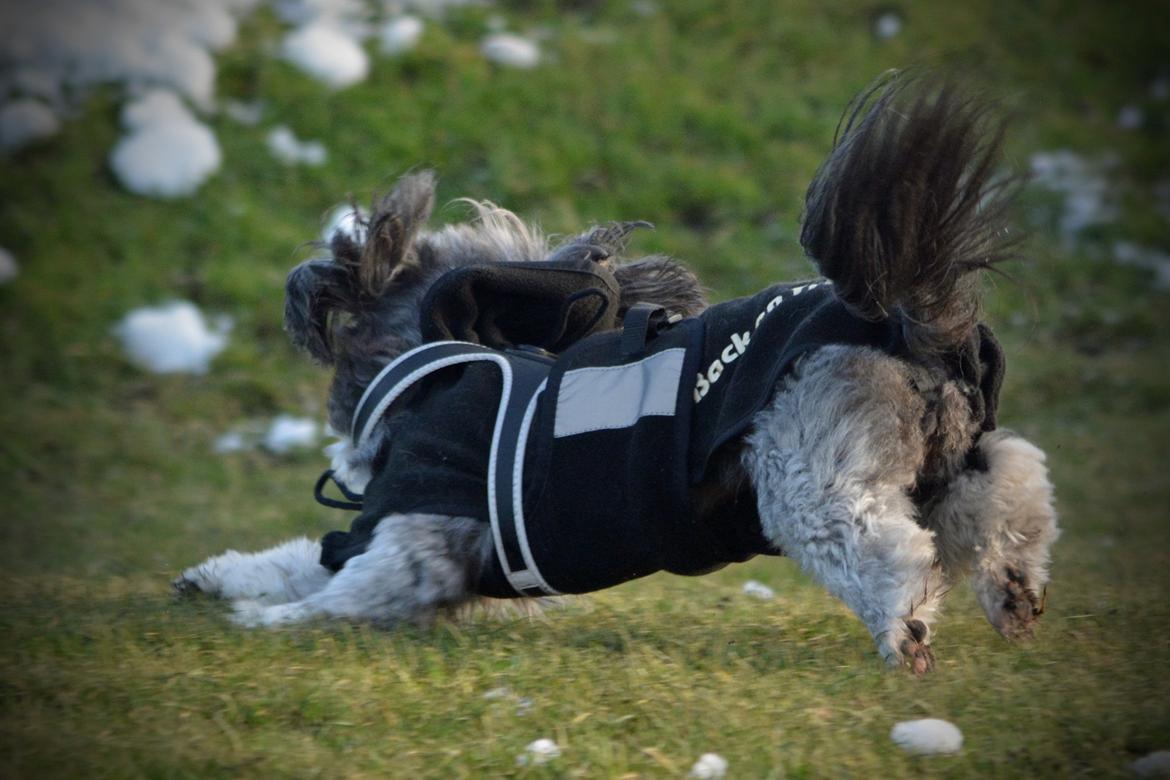 Blanding af racer Bianca R.I.P 4. februar 2014 billede 20