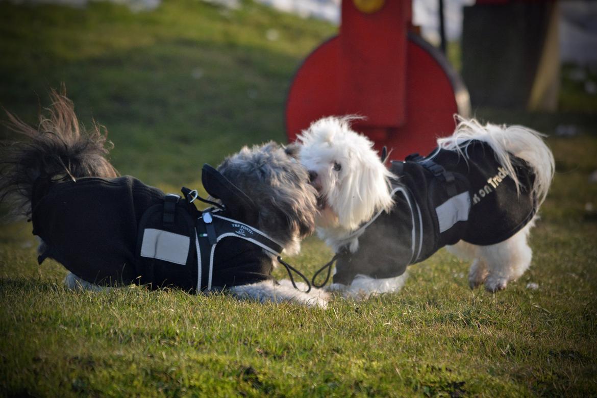 Blanding af racer Bianca R.I.P 4. februar 2014 billede 21