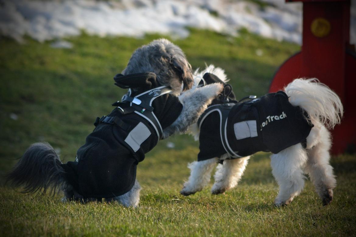 Blanding af racer Bianca R.I.P 4. februar 2014 billede 22