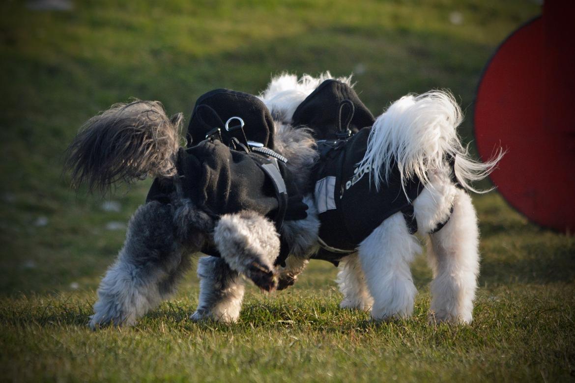 Blanding af racer Bianca R.I.P 4. februar 2014 billede 23