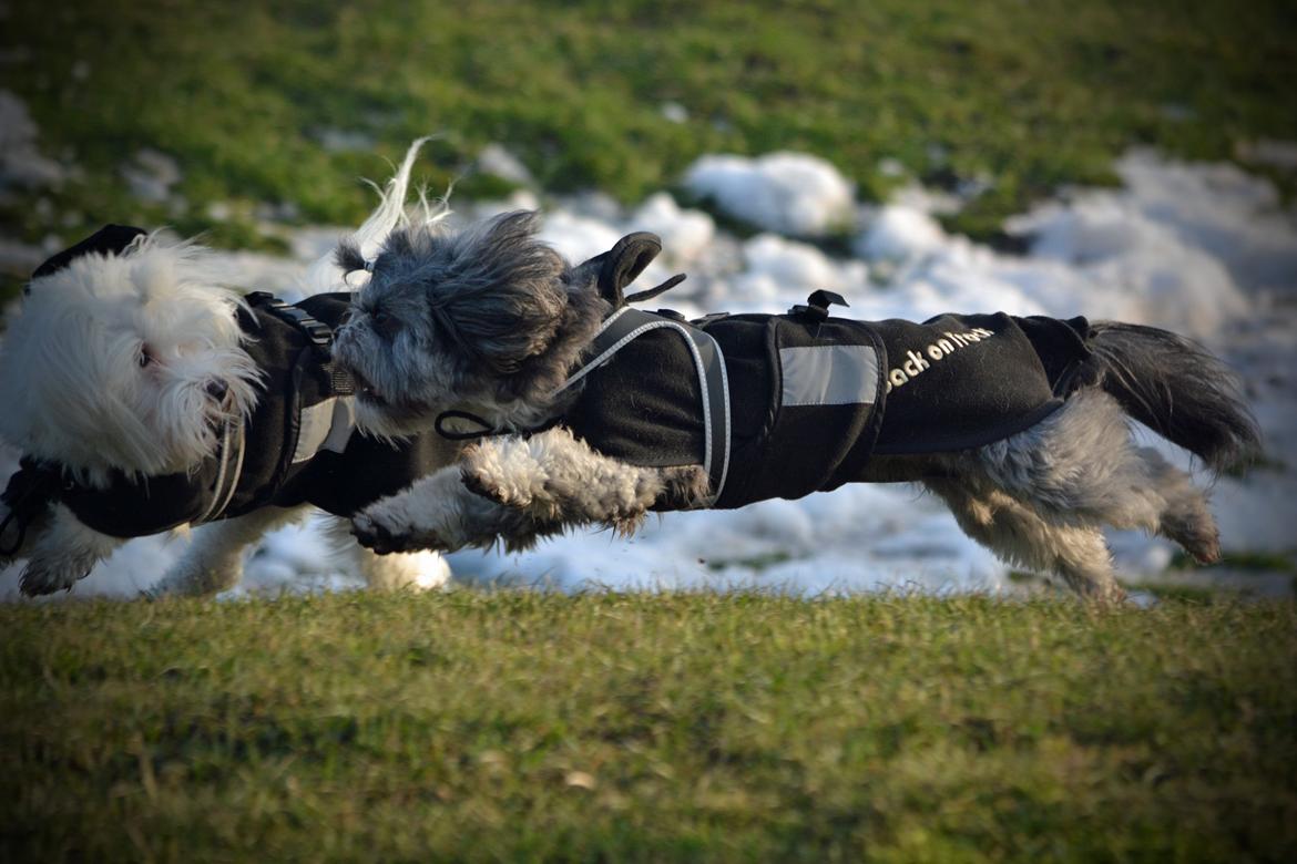 Blanding af racer Bianca R.I.P 4. februar 2014 billede 24