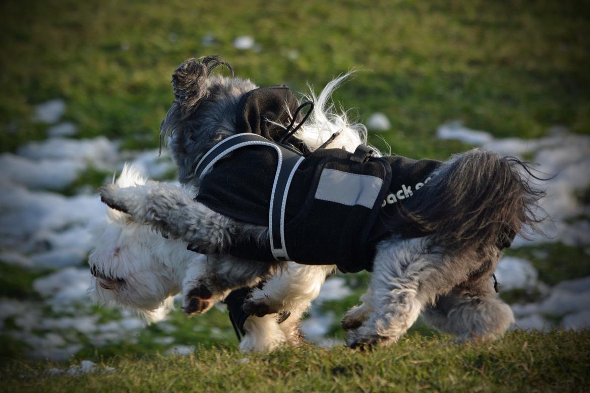 Blanding af racer Bianca R.I.P 4. februar 2014 billede 25