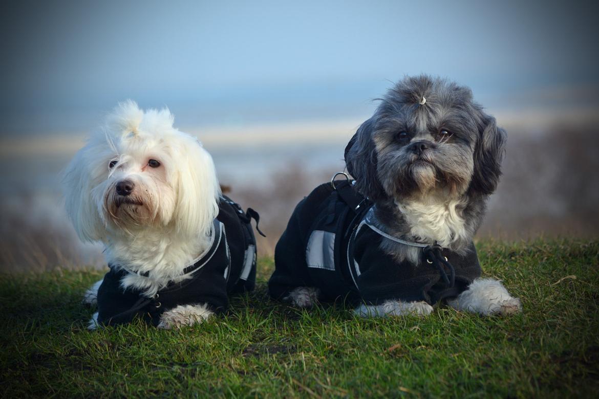 Blanding af racer Bianca R.I.P 4. februar 2014 billede 26