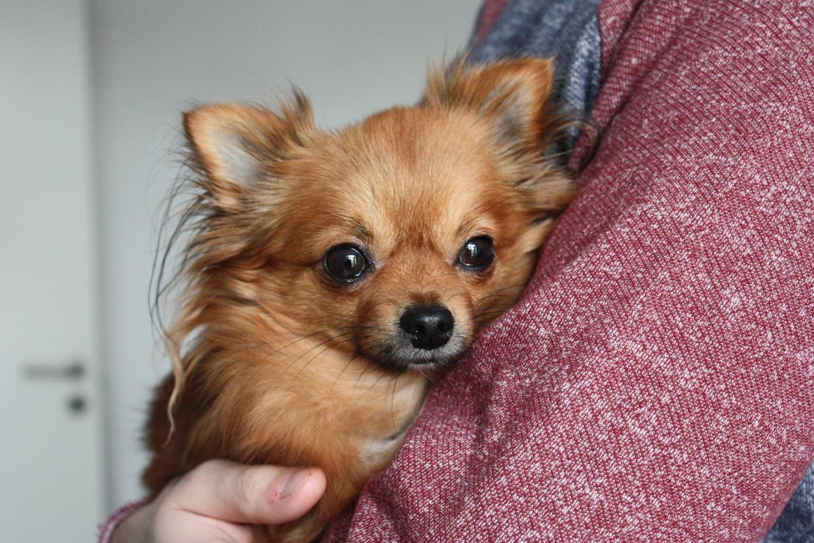 Blanding af racer Kaya billede 25