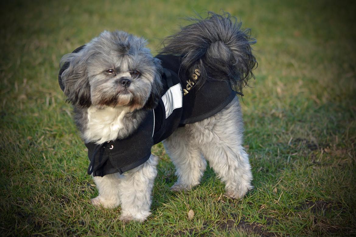 Blanding af racer Bianca R.I.P 4. februar 2014 billede 27