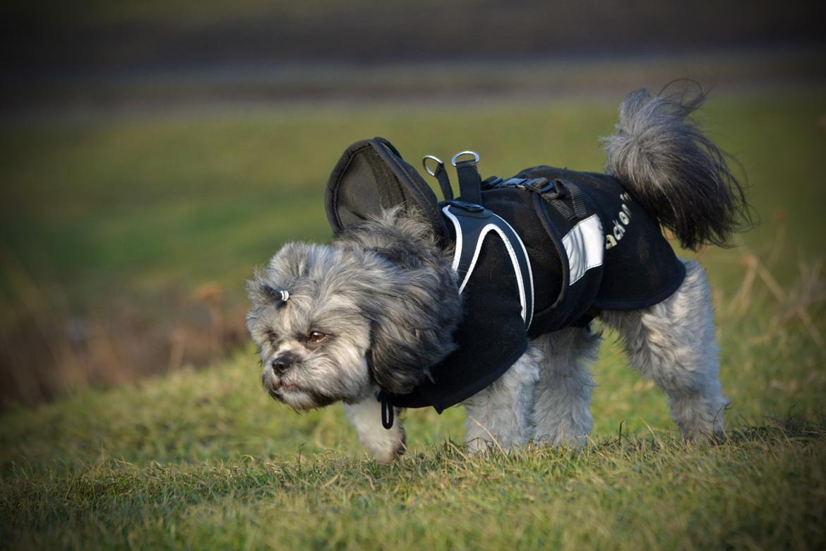 Blanding af racer Bianca R.I.P 4. februar 2014 billede 28