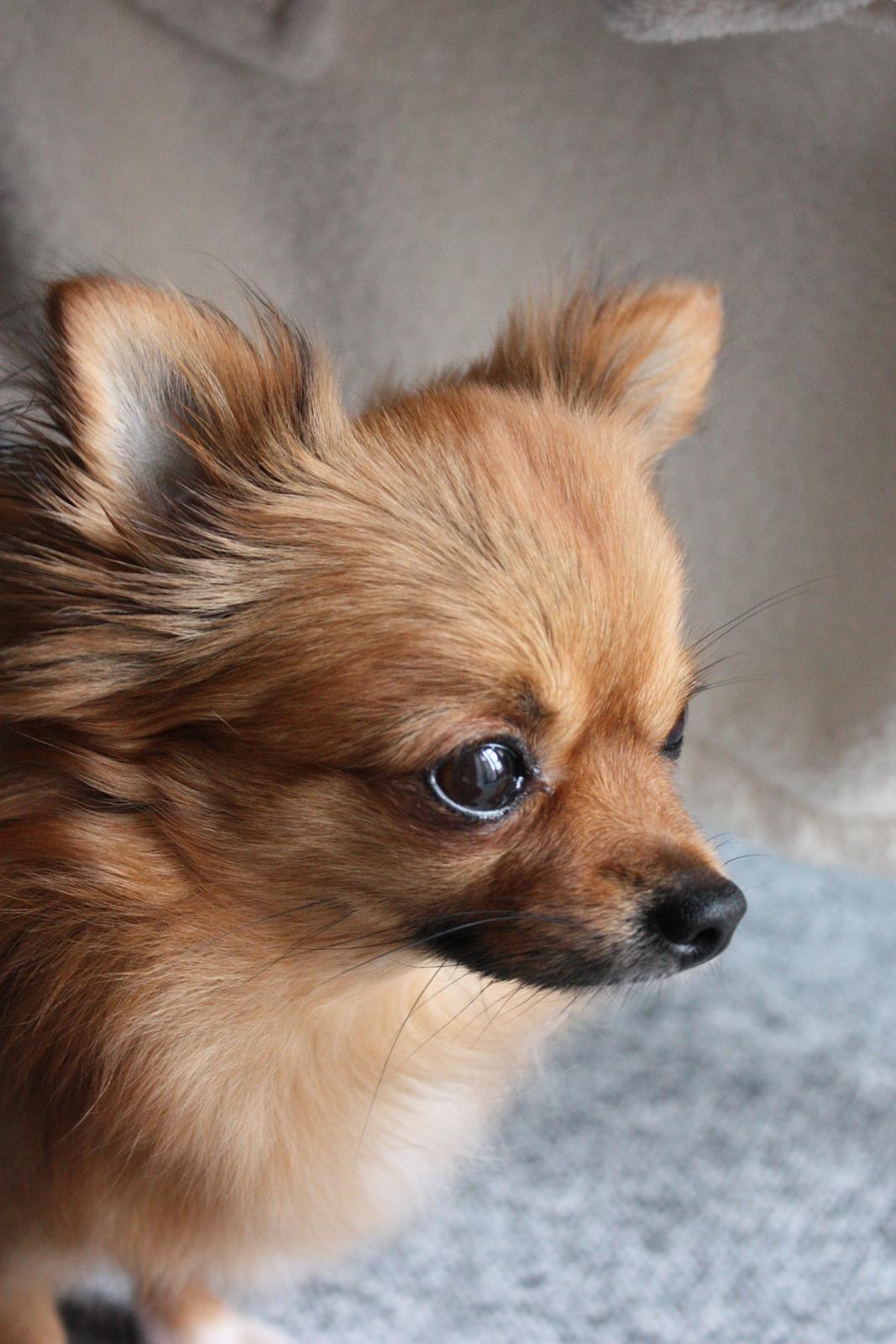 Blanding af racer Kaya billede 26