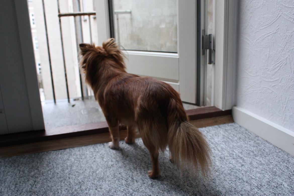 Blanding af racer Kaya billede 27