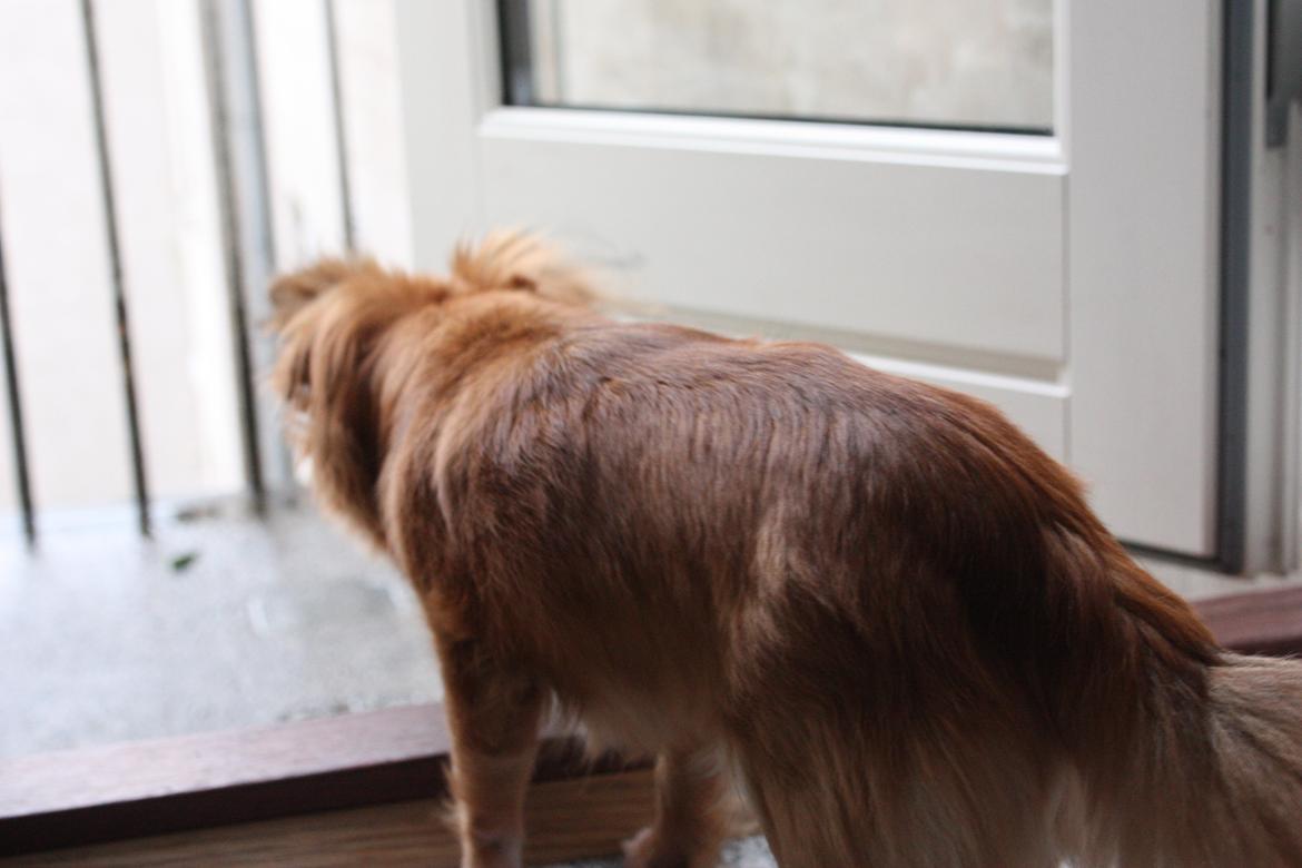 Blanding af racer Kaya billede 28