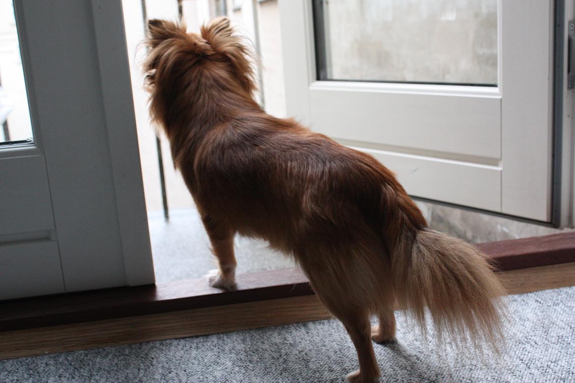 Blanding af racer Kaya billede 8