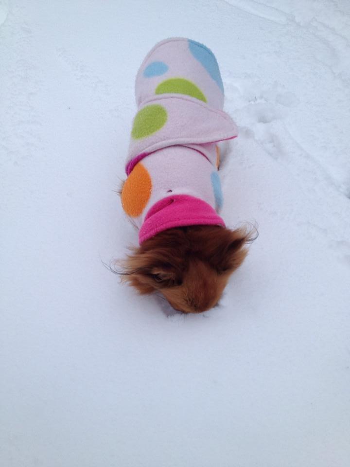 Blanding af racer Kaya billede 29