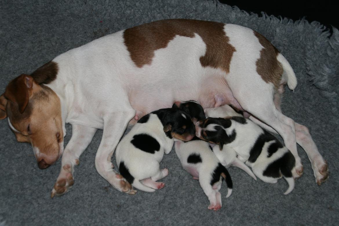 Dansk svensk gaardhund Red Robin Magic Mambo billede 2