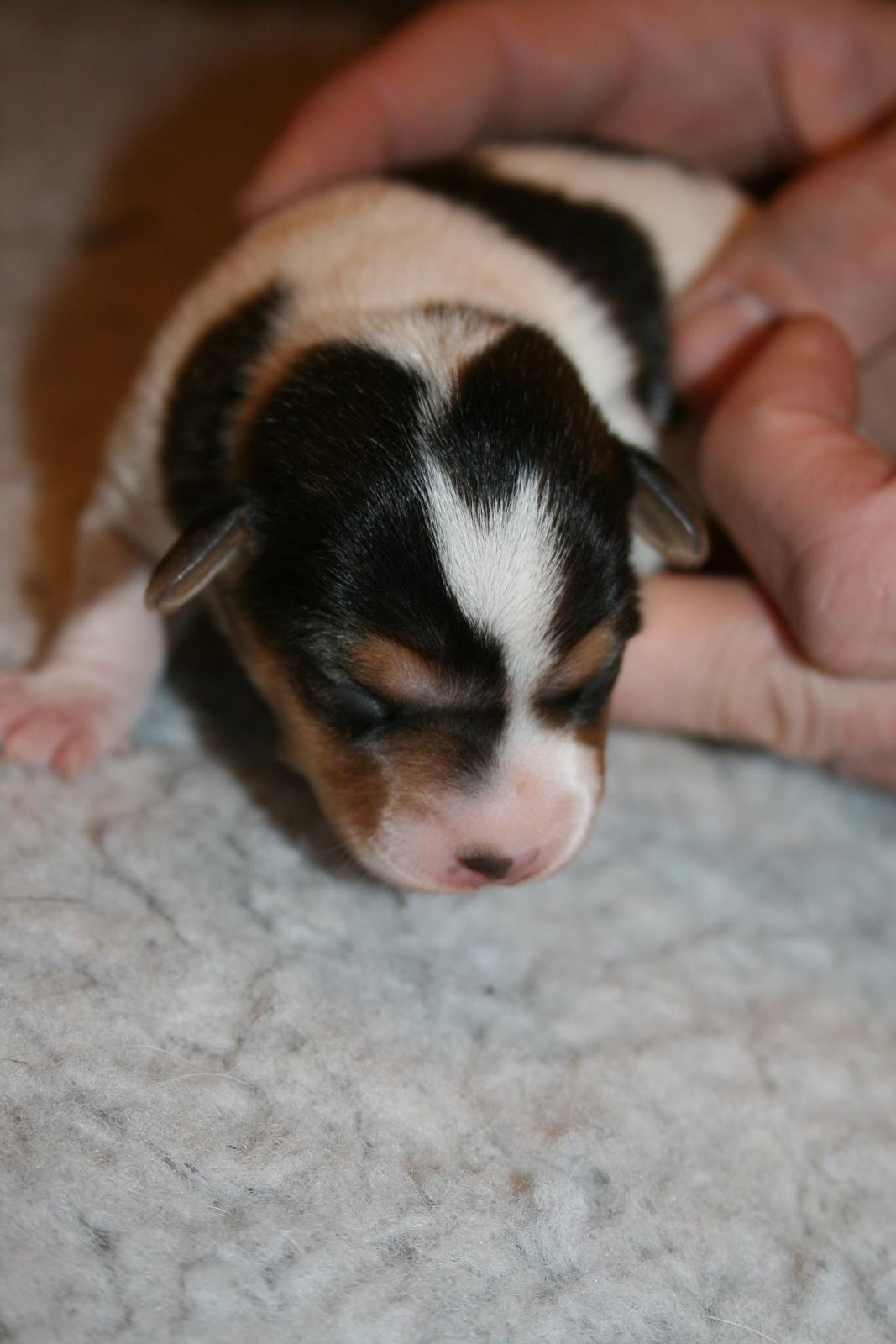 Dansk svensk gaardhund Red Robin Magic Mambo billede 3