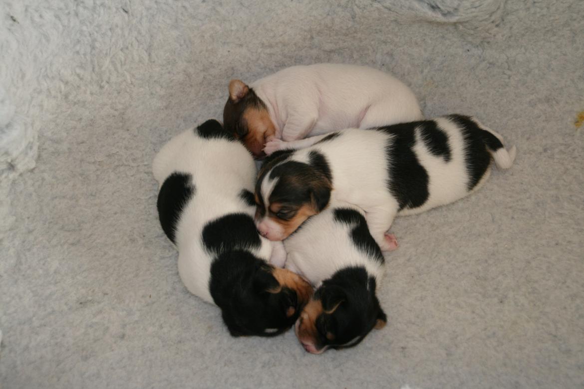 Dansk svensk gaardhund Red Robin Magic Mambo billede 4