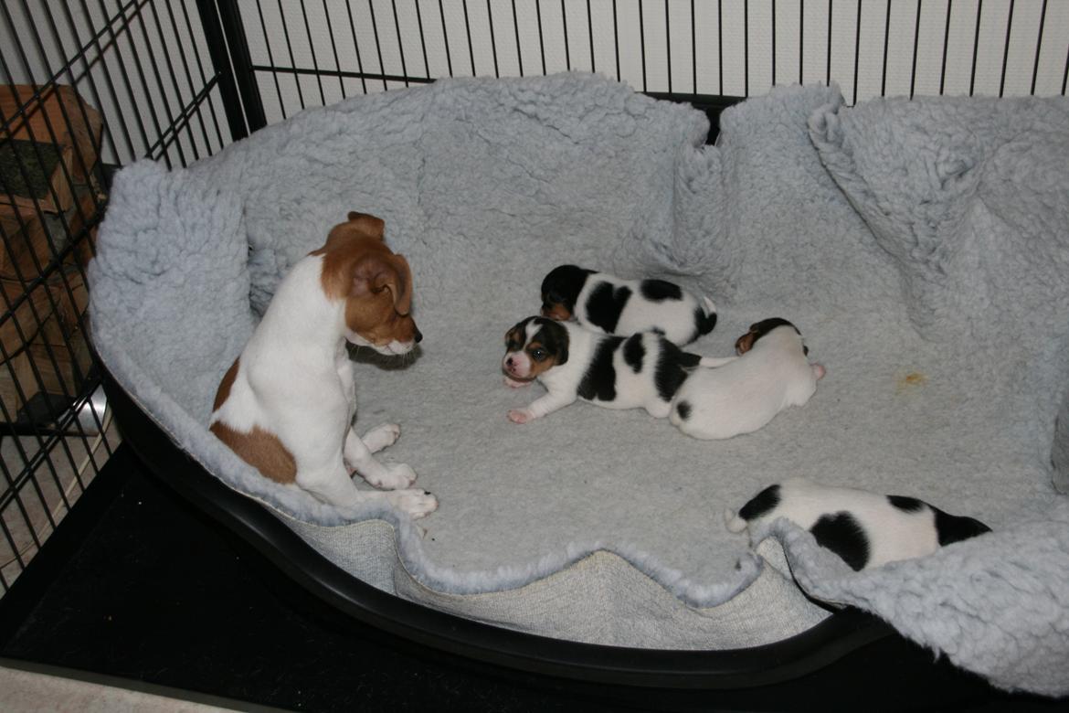 Dansk svensk gaardhund Red Robin Magic Mambo billede 5