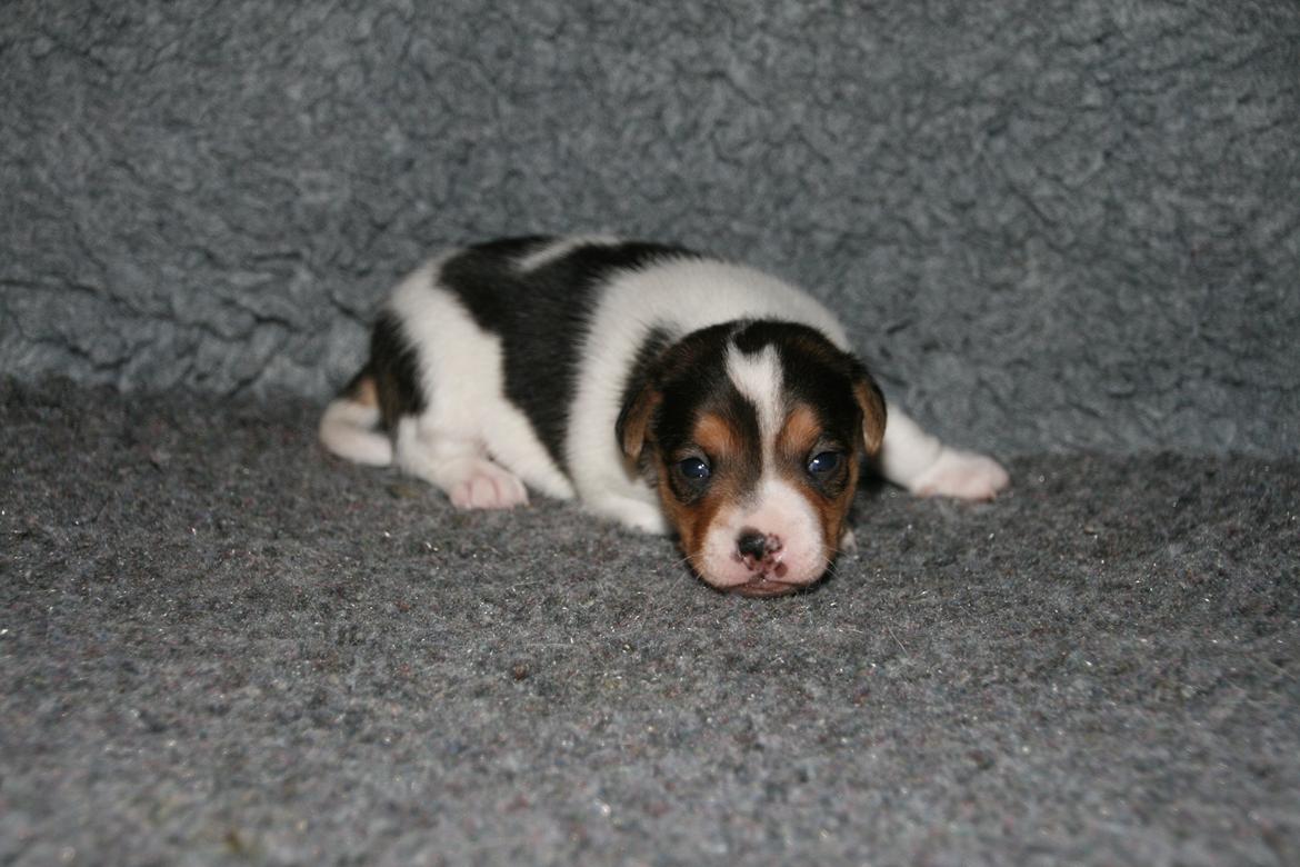 Dansk svensk gaardhund Red Robin Magic Mambo billede 6