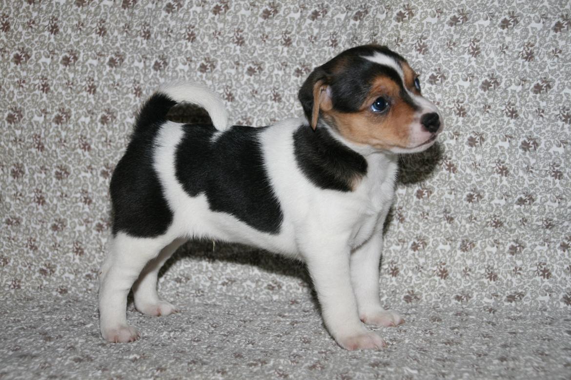 Dansk svensk gaardhund Red Robin Magic Mambo billede 7