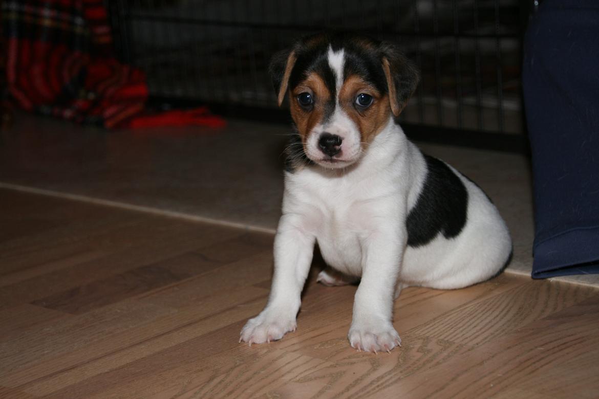 Dansk svensk gaardhund Red Robin Magic Mambo billede 8