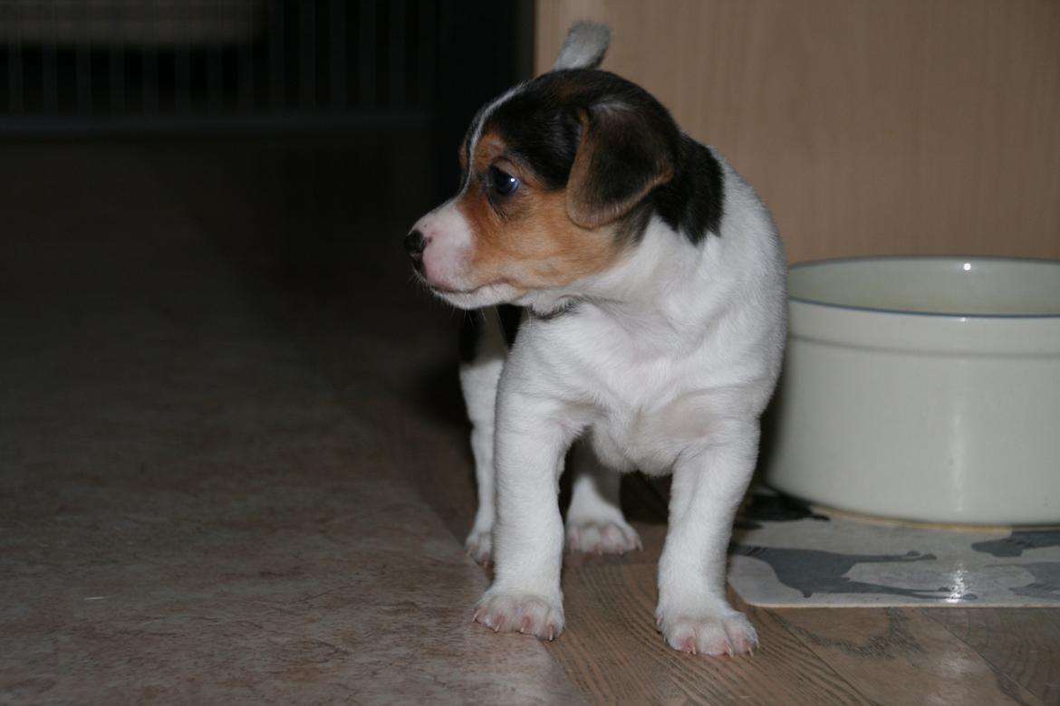 Dansk svensk gaardhund Red Robin Magic Mambo billede 9