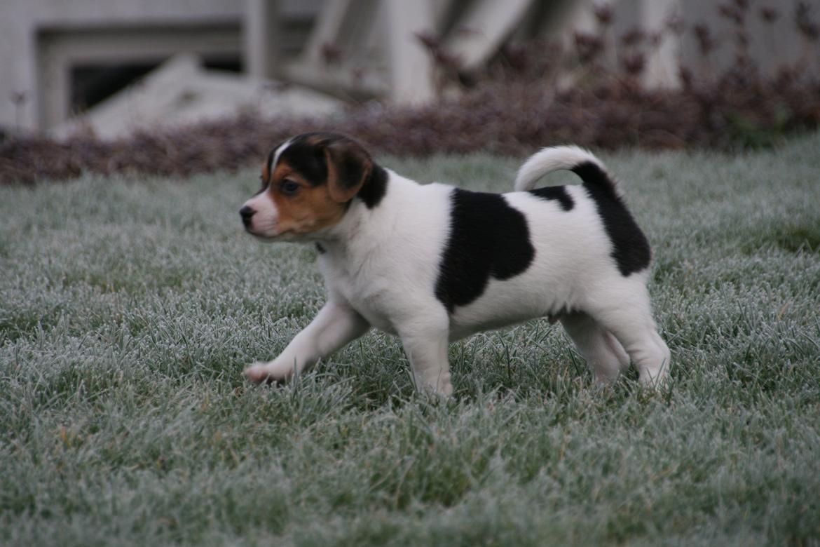 Dansk svensk gaardhund Red Robin Magic Mambo billede 10
