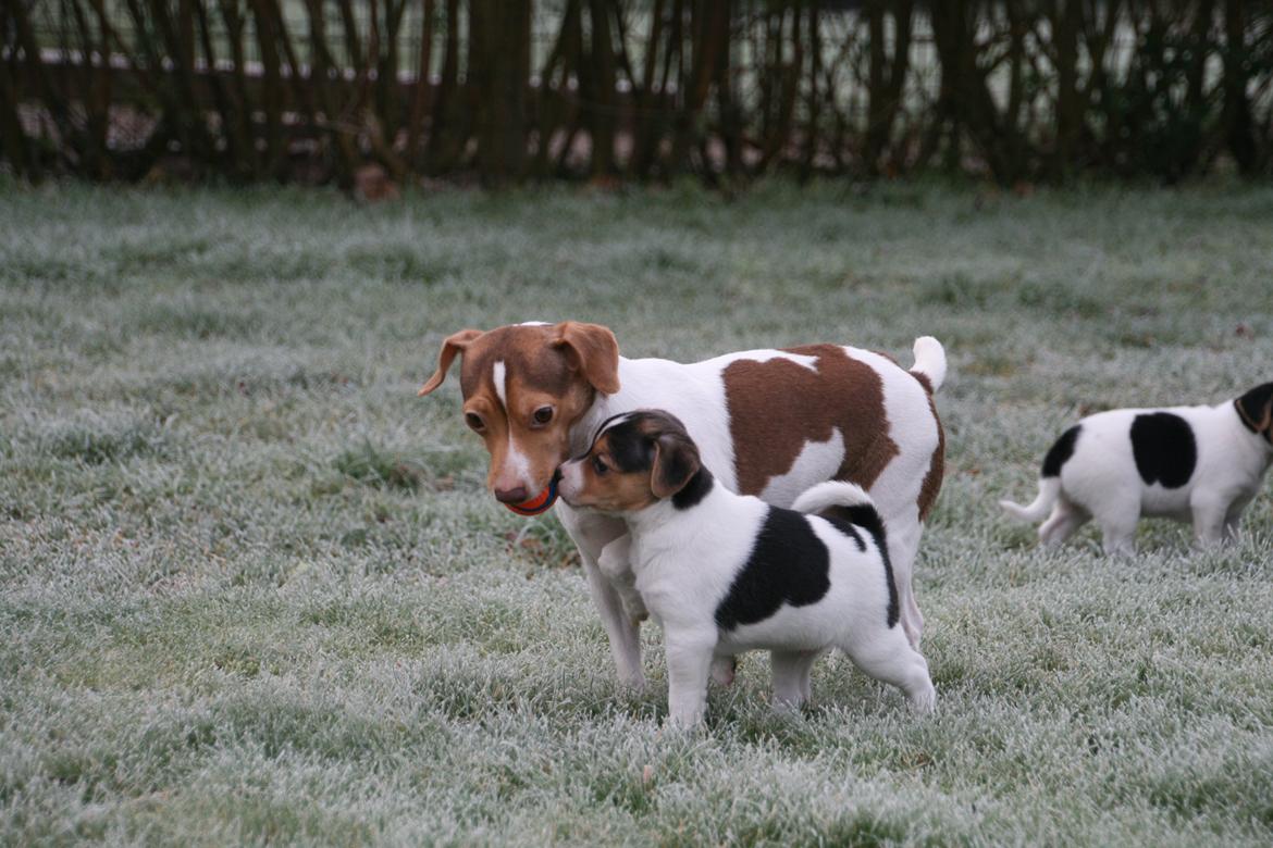 Dansk svensk gaardhund Red Robin Magic Mambo billede 11