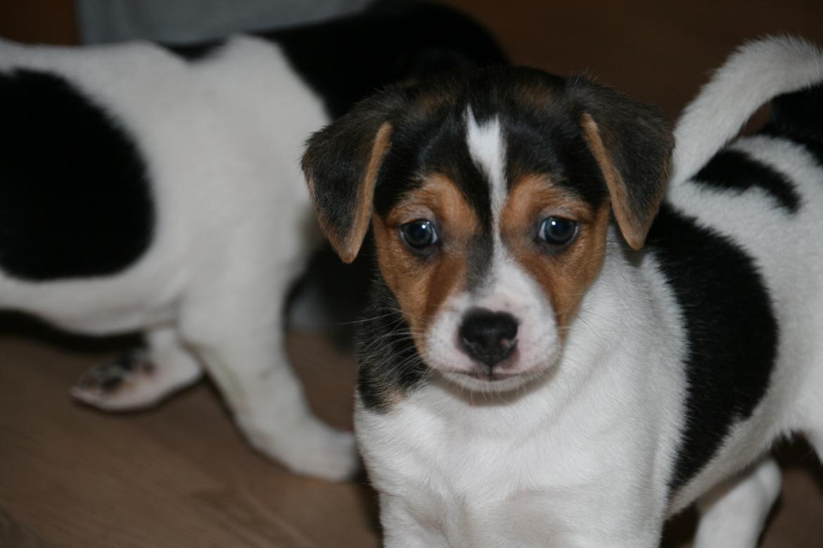 Dansk svensk gaardhund Red Robin Magic Mambo billede 12