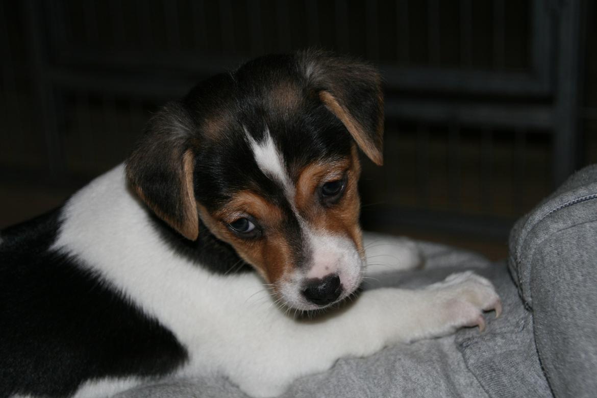 Dansk svensk gaardhund Red Robin Magic Mambo billede 13