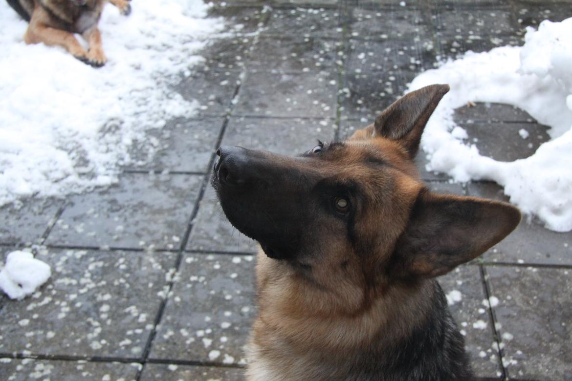 Schæferhund Ara - Hejsa! Jeg hedder Ara. bare kig videre... jeg bider overhovedet ikke! billede 1