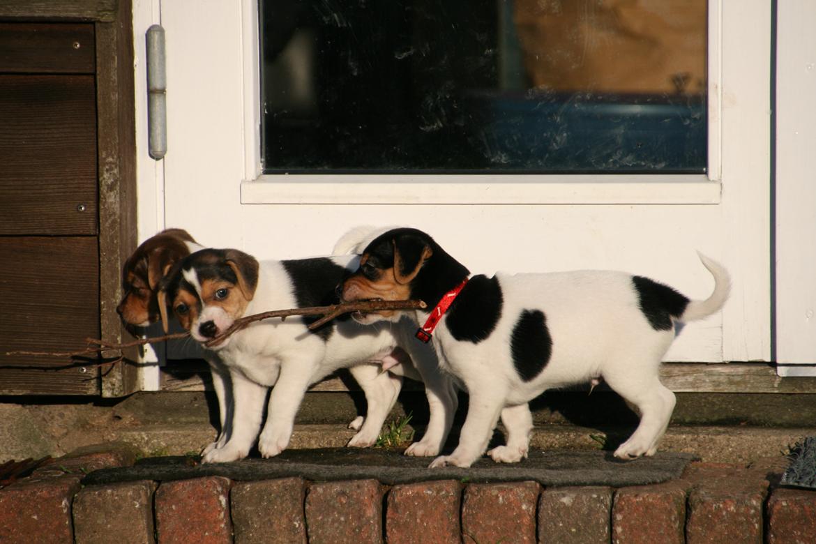 Dansk svensk gaardhund Red Robin Magic Mambo billede 14